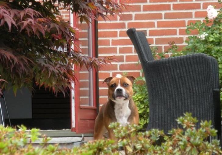 Staffordshire bull terrier Chloé billede 2