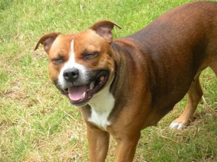 Staffordshire bull terrier Chloé billede 3