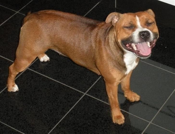 Staffordshire bull terrier Chloé billede 4
