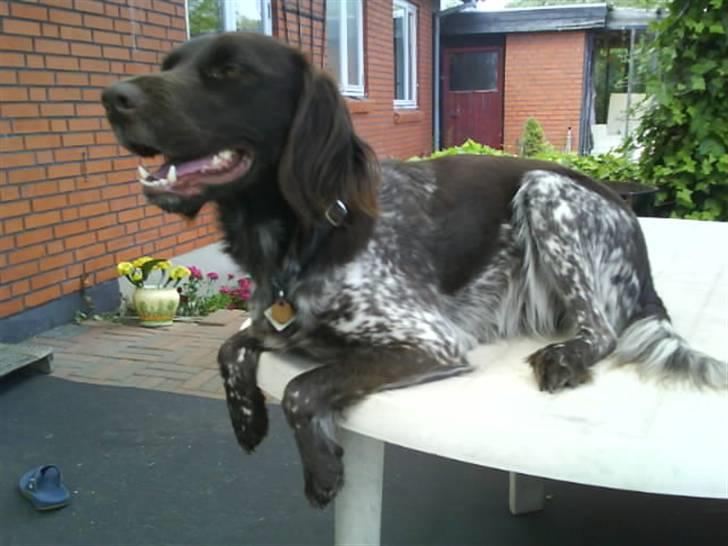 Kleiner münsterländer Arkie<3<3 billede 1