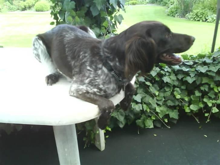 Kleiner münsterländer Arkie<3<3 billede 2