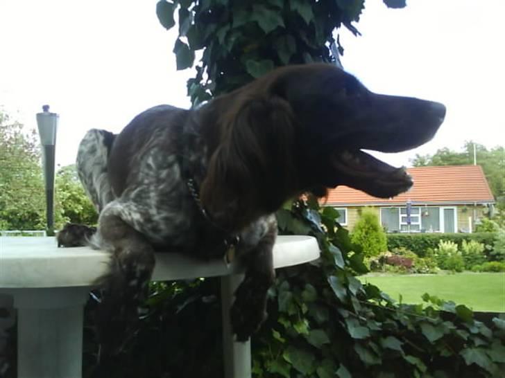 Kleiner münsterländer Arkie<3<3 billede 3