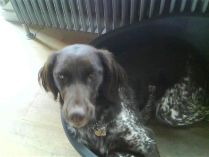 Kleiner münsterländer Arkie<3<3 billede 7