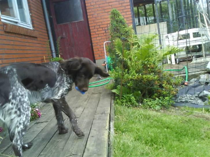 Kleiner münsterländer Arkie<3<3 billede 8