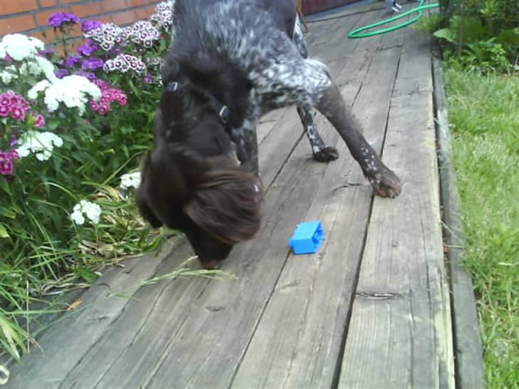 Kleiner münsterländer Arkie<3<3 billede 9