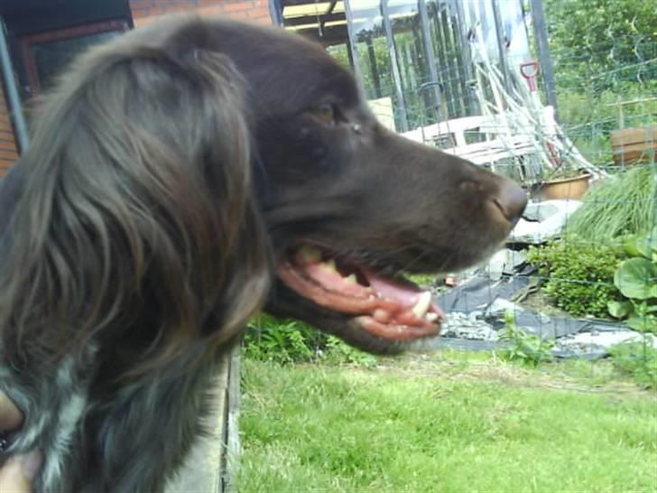 Kleiner münsterländer Arkie<3<3 billede 10