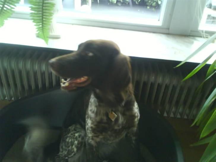 Kleiner münsterländer Arkie<3<3 billede 11