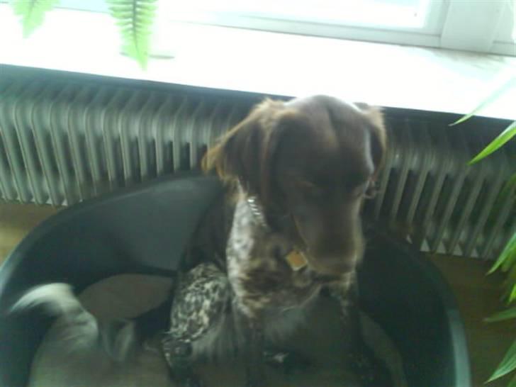 Kleiner münsterländer Arkie<3<3 billede 12