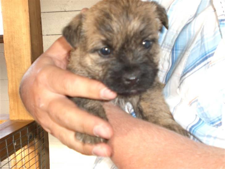 Cairn terrier Rossi - Rossi 5 uger. billede 1