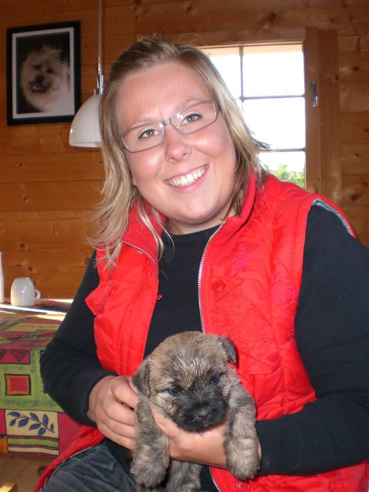 Cairn terrier Rossi - Rossi hos sin nye mor ;) billede 2