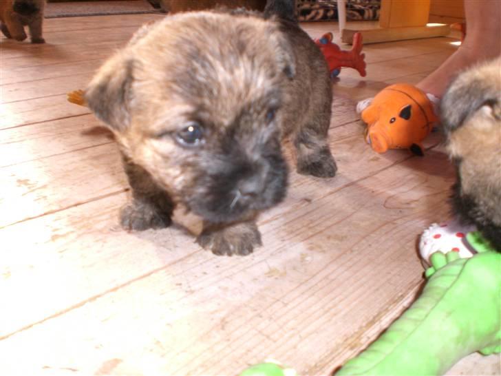 Cairn terrier Rossi billede 3
