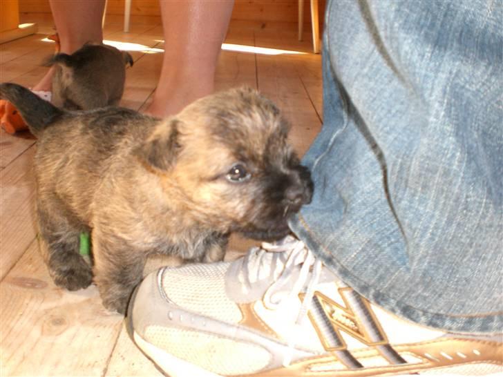 Cairn terrier Rossi - Jeg er fræk allerede. billede 4