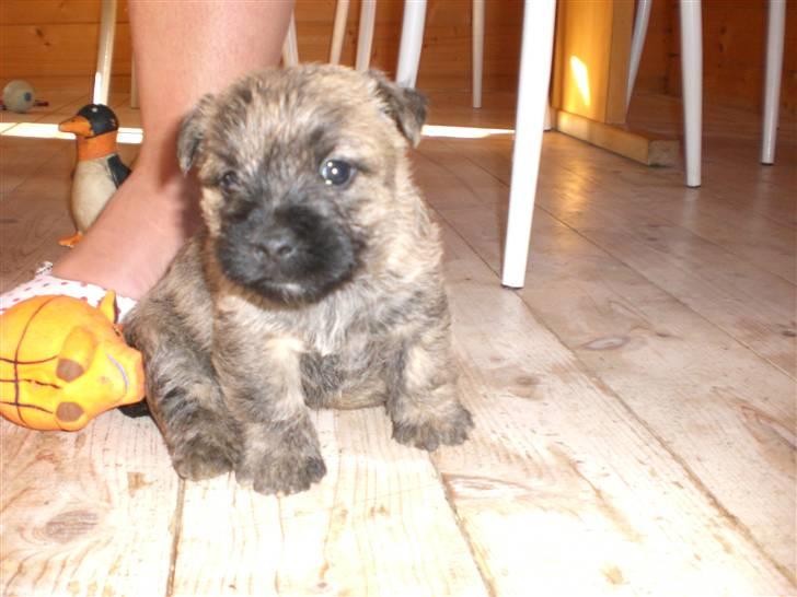 Cairn terrier Rossi billede 5