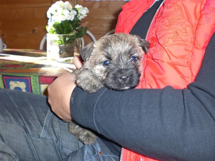 Cairn terrier Rossi billede 6