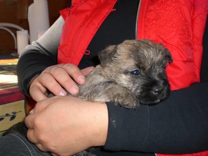 Cairn terrier Rossi billede 7