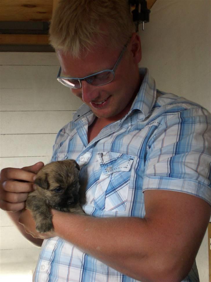 Cairn terrier Rossi - Rossi hos hendes nye far. billede 8