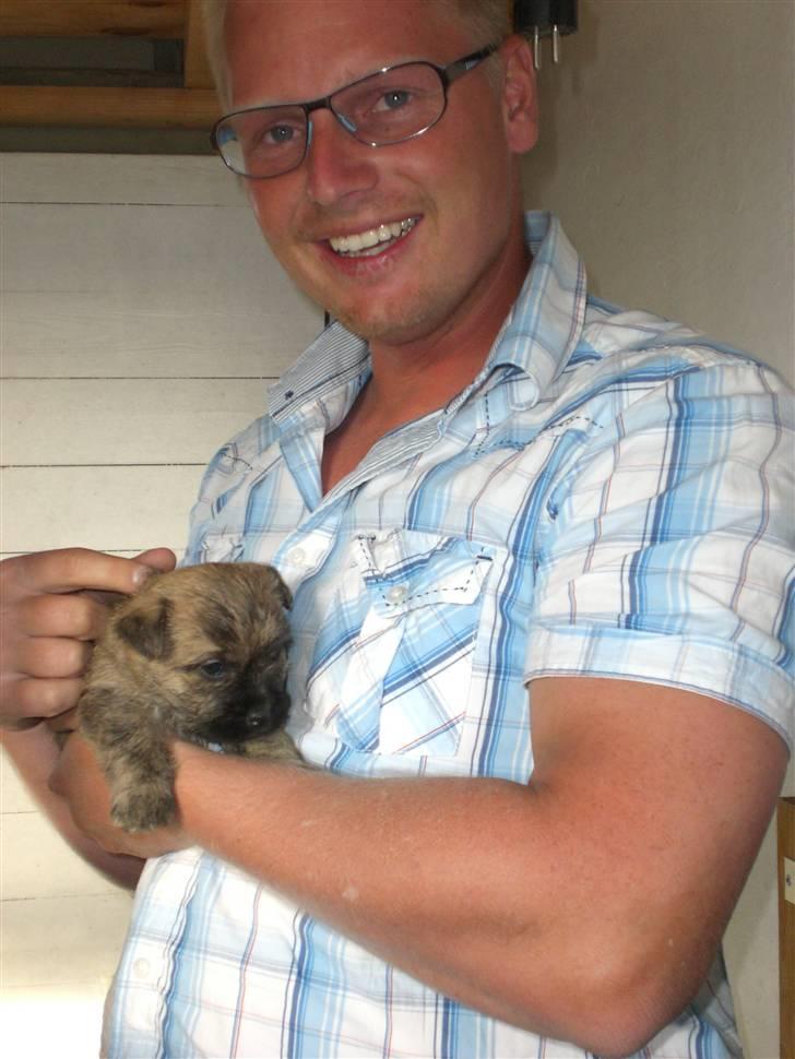 Cairn terrier Rossi billede 9