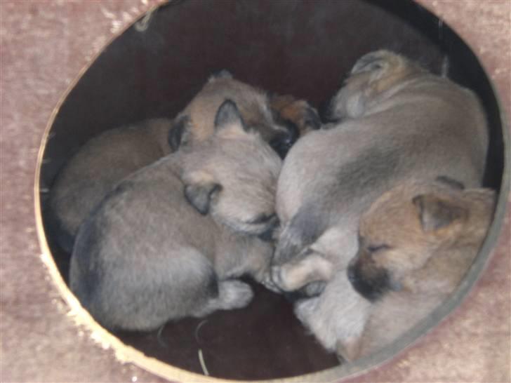 Cairn terrier Rossi - Rossi og hendes søskende kan bedst lide at sove udenfor i kassen. billede 10