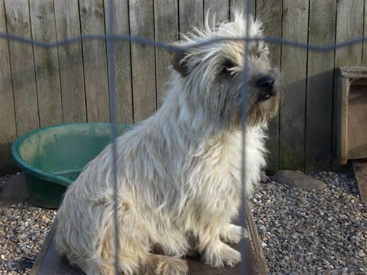 Cairn terrier Rossi - Rossi´s rigtige hundemor. billede 11