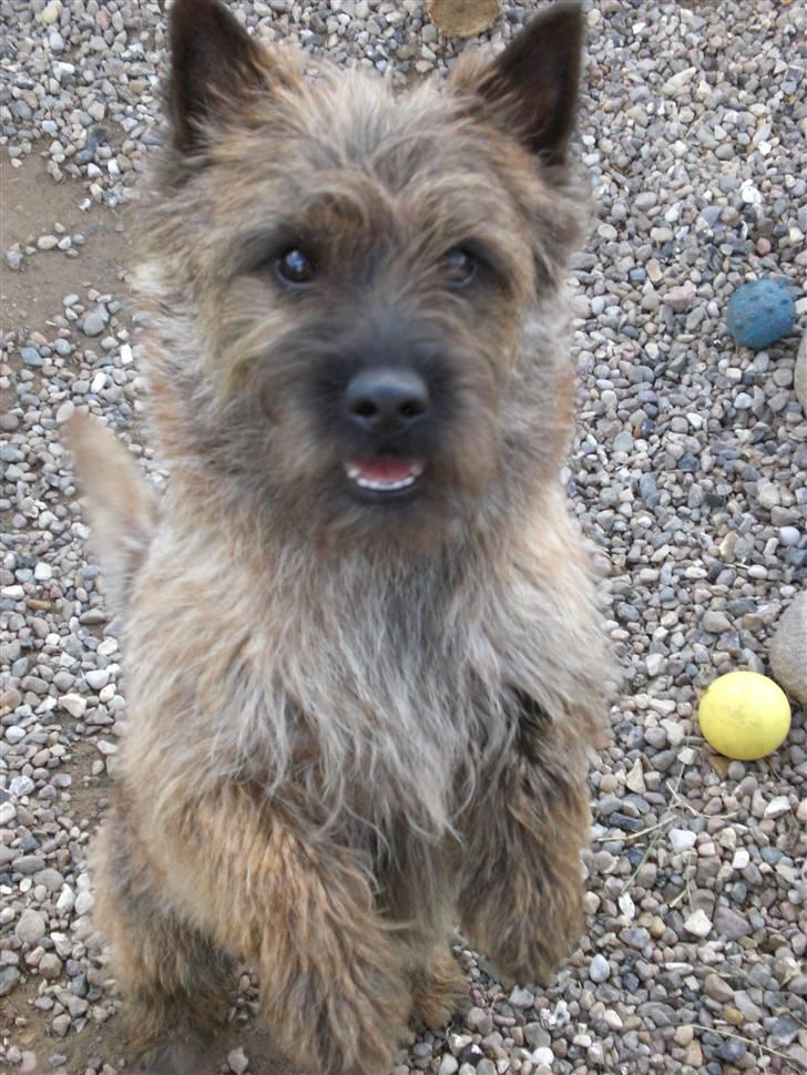 Cairn terrier Rossi - Rossi´s rigtige hundefar. billede 12