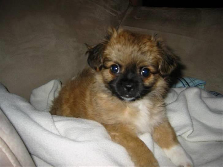 Blanding af racer - ~°º• Chiwas •º°~ - billede 8