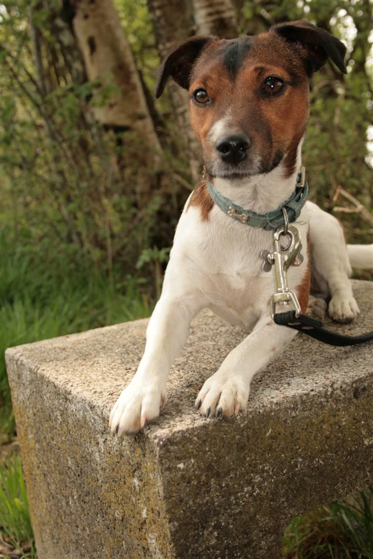 Jack russell terrier Fanta <3 - Fanta´s profil billede 4