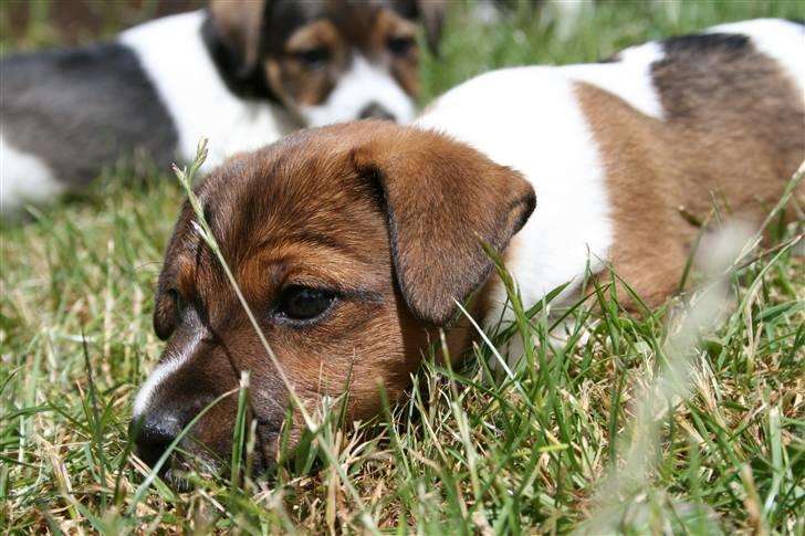 Jack russell terrier Fanta <3 - putter i græset med søster Amy i baggrunden ;) billede 5