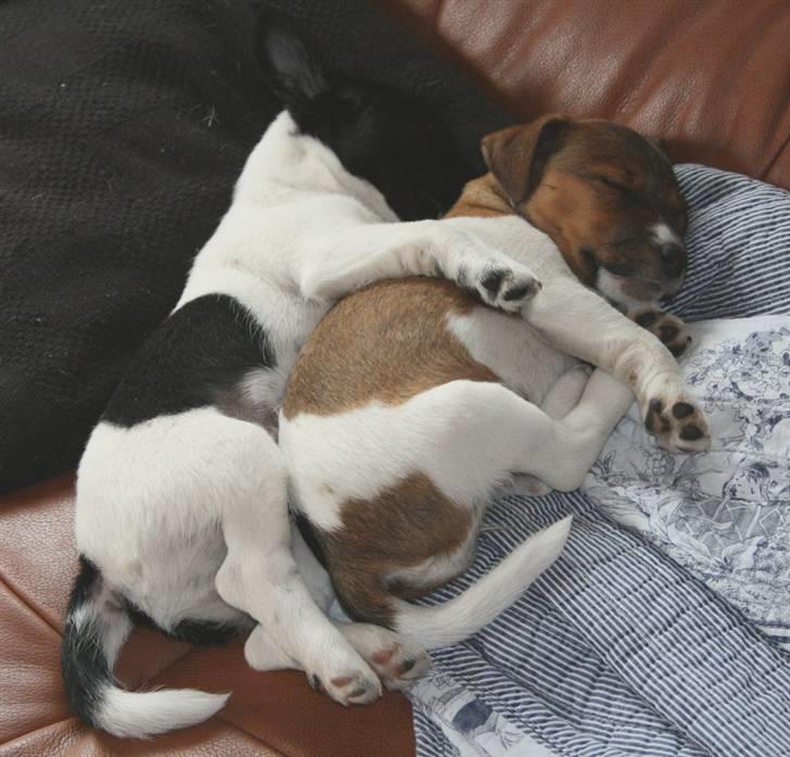 Jack russell terrier Fanta <3 - putter i sofaen med storbror hannibal billede 6