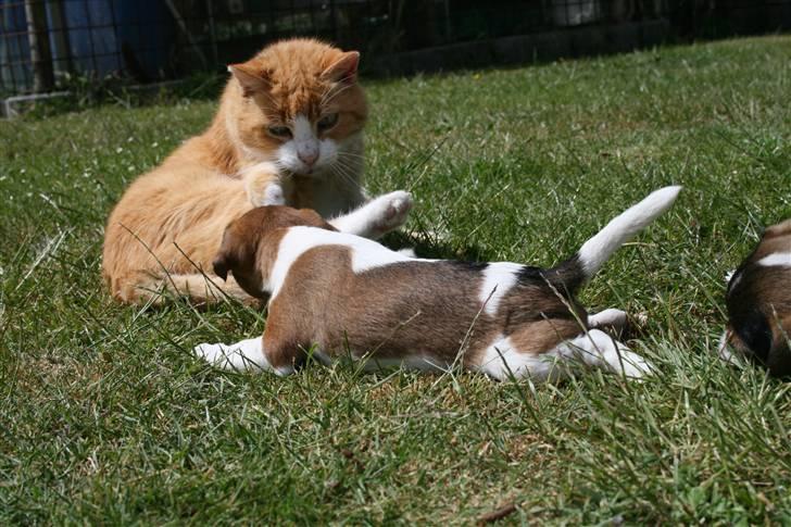 Jack russell terrier Fanta <3 - åhhh MISSEKAT!? billede 7