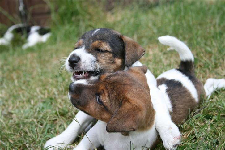 Jack russell terrier Fanta <3 - leger med søster  billede 8