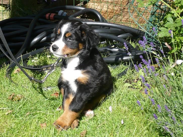 Berner sennenhund Titus billede 7