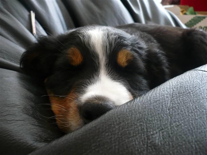 Berner sennenhund Titus billede 8