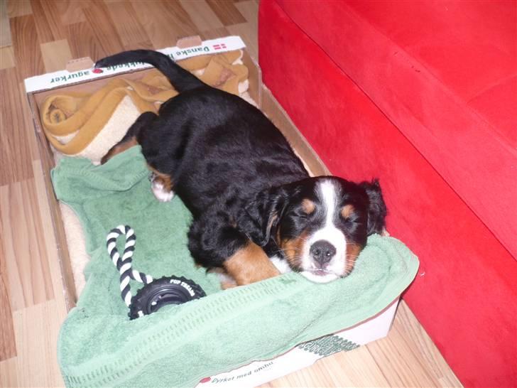 Berner sennenhund Titus billede 9