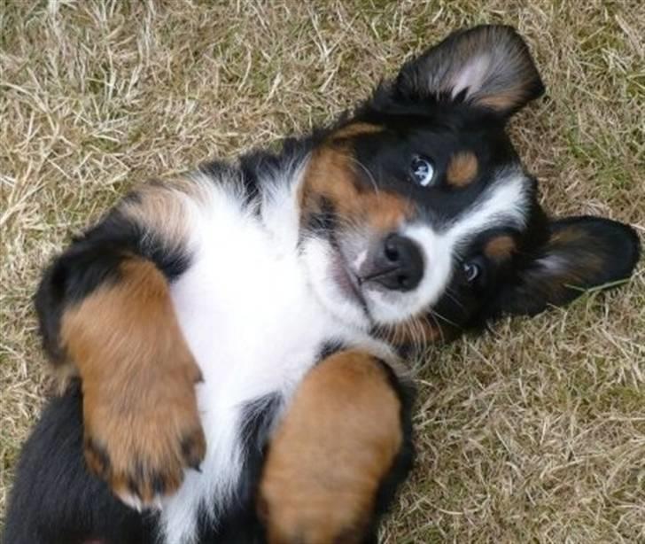 Berner sennenhund Titus billede 10