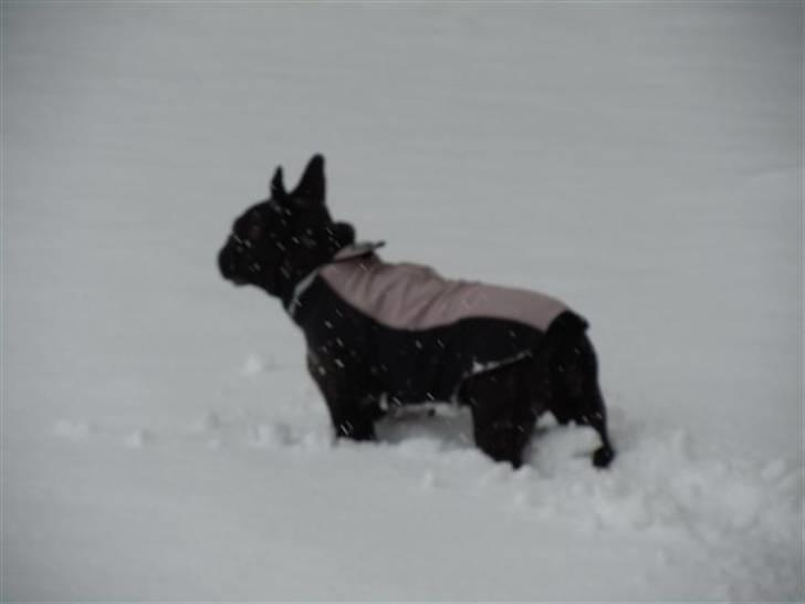 Fransk bulldog Tira - Tira i sneen billede 6