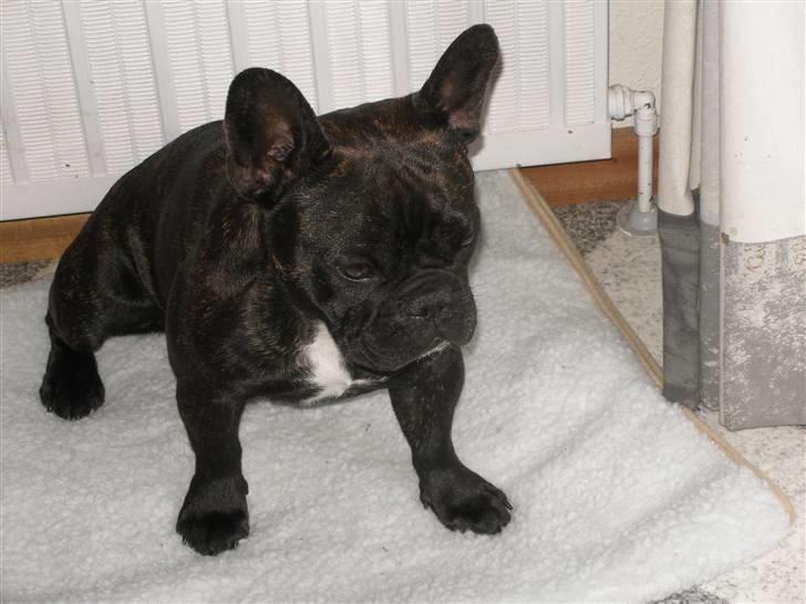 Fransk bulldog Tira - En go´ plads her foran radiatoren. billede 8