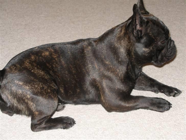 Fransk bulldog Tira - Tira 18 mdr.  billede 10