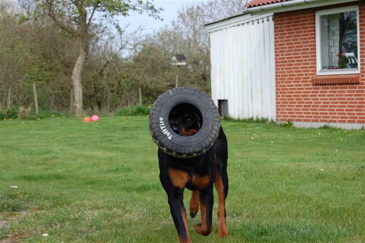 Rottweiler Angel billede 14