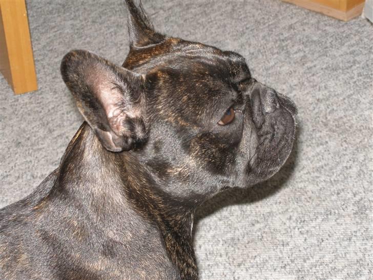 Fransk bulldog Tira - Tira - snart 2 år billede 11