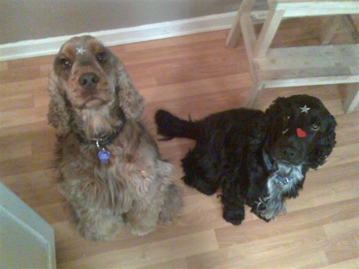 Cocker spaniel Magnus billede 12