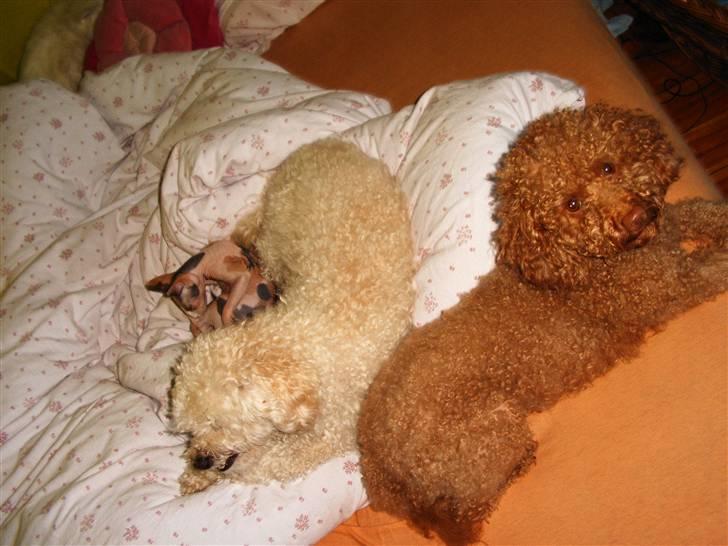 Dværgpuddel Ludvig billede 20