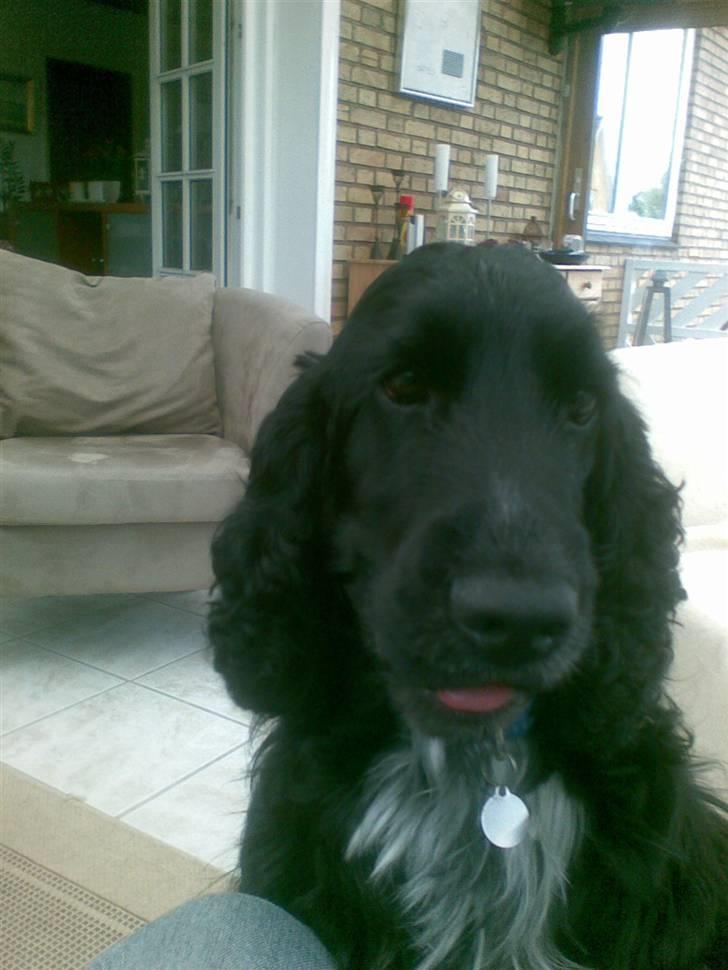 Cocker spaniel Magnus billede 13