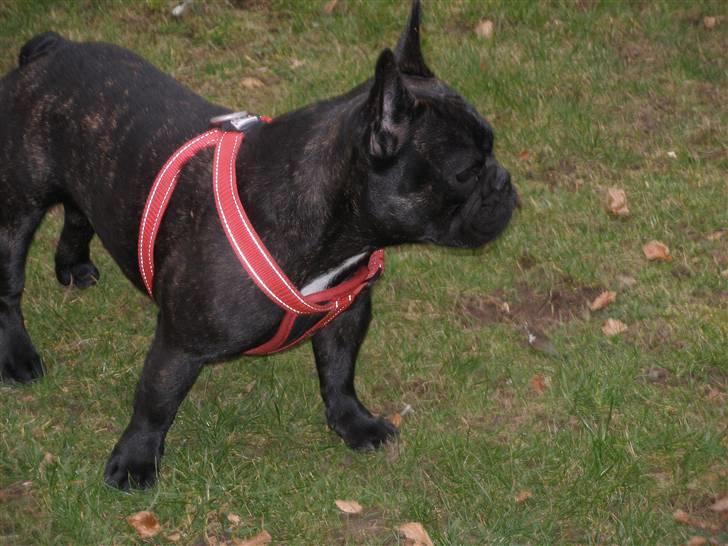 Fransk bulldog Tira - Tira i haven billede 12