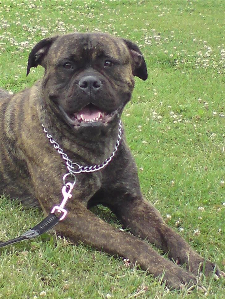 Bullmastiff | Bella - Hov! Havd sker der, der over? billede 1