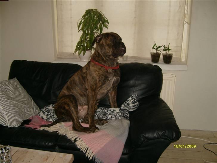 Bullmastiff | Bella - Hov Bella! Der blev du opdaget, godt mor ikk var hjemme! ;D billede 2