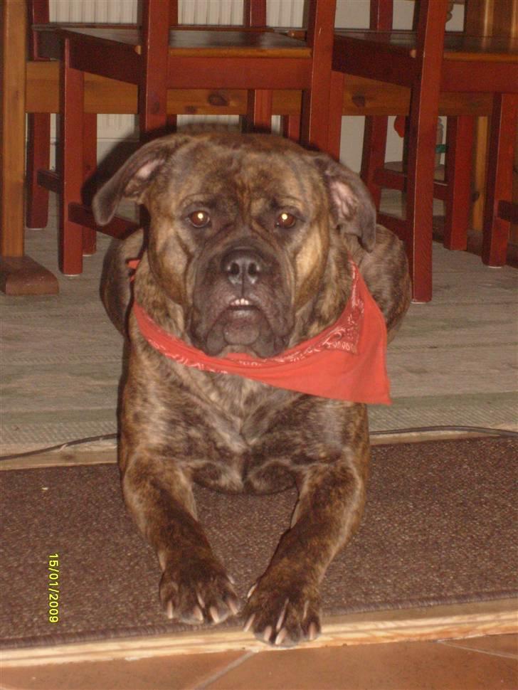 Bullmastiff | Bella - Nyt billed af Bella billede 3