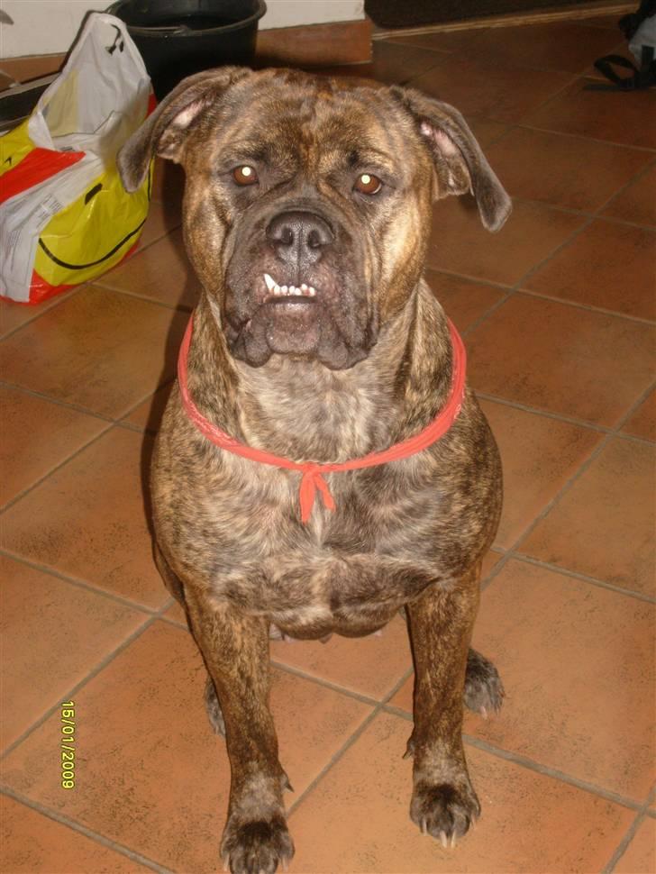 Bullmastiff | Bella - Nyt billed af Bella billede 4