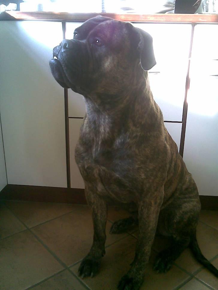 Bullmastiff | Bella billede 5