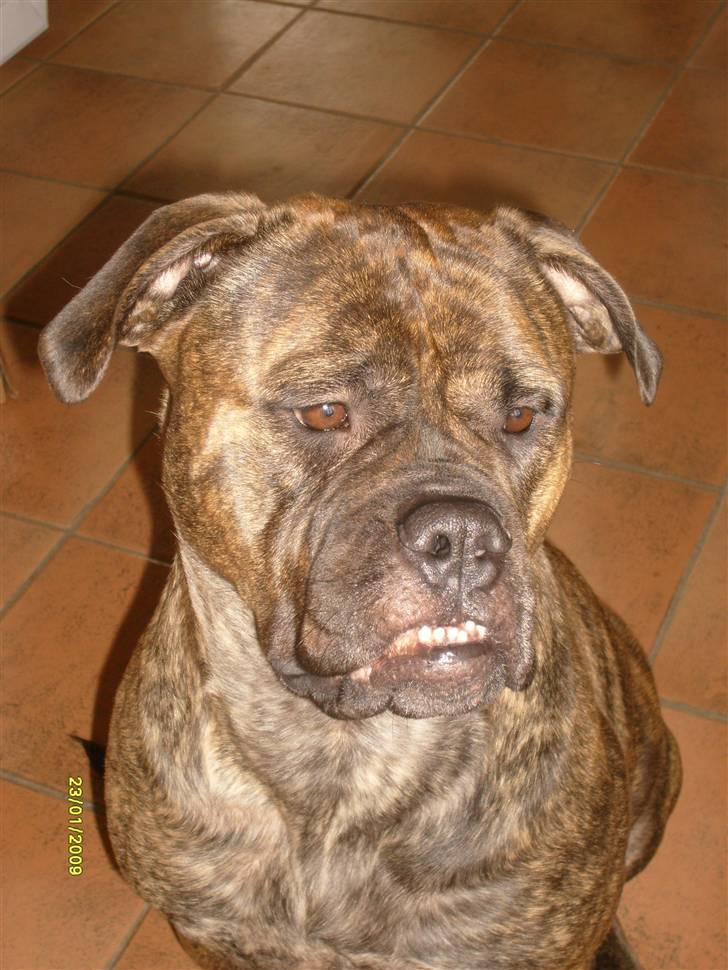 Bullmastiff | Bella - Nyt billed af Bella billede 6