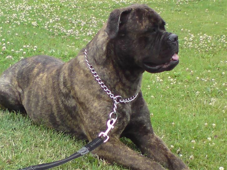 Bullmastiff | Bella billede 7